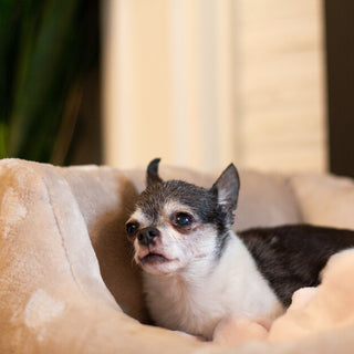 Eldery chihuahua laying in a pet bed