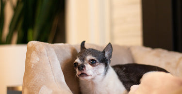 Eldery chihuahua laying in a pet bed