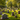 What Is a Footstone? Meaning, Purpose & Differences